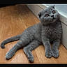cat, gray_cat, fluffy, short_hair, blue_gray, indoors, wooden_floor, window, sitting, lounging, lying_down, head_tilt, looking_at_camera, whiskers, round_eyes, tail, paws, pet, home, portrait