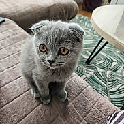 Zizou a rejoint le concours — aidez-le/la à gagner de superbes lots ! cat, gray_cat, fluffy, kitten, golden_eyes, folded_ears, sitting, indoors, home, living_room, quilt, blanket, sofa, table, rug, striped_fabric, cozy, pet, portrait, cute