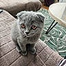 cat, gray_cat, fluffy, kitten, golden_eyes, folded_ears, sitting, indoors, home, living_room, quilt, blanket, sofa, table, rug, striped_fabric, cozy, pet, portrait, cute