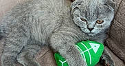Zizou participe au concours pour gagner de l'argent avec cette photo : animal, cat, couch, cute, eyes, fluffy, front_view, fur, gray_cat, green_toy, indoor, kitten, living_room, lying_down, pet, portrait, relaxed, sofa, toy, whiskers