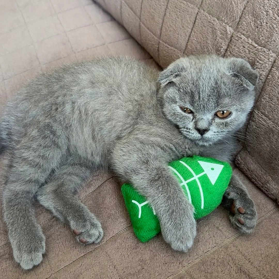 Zizou