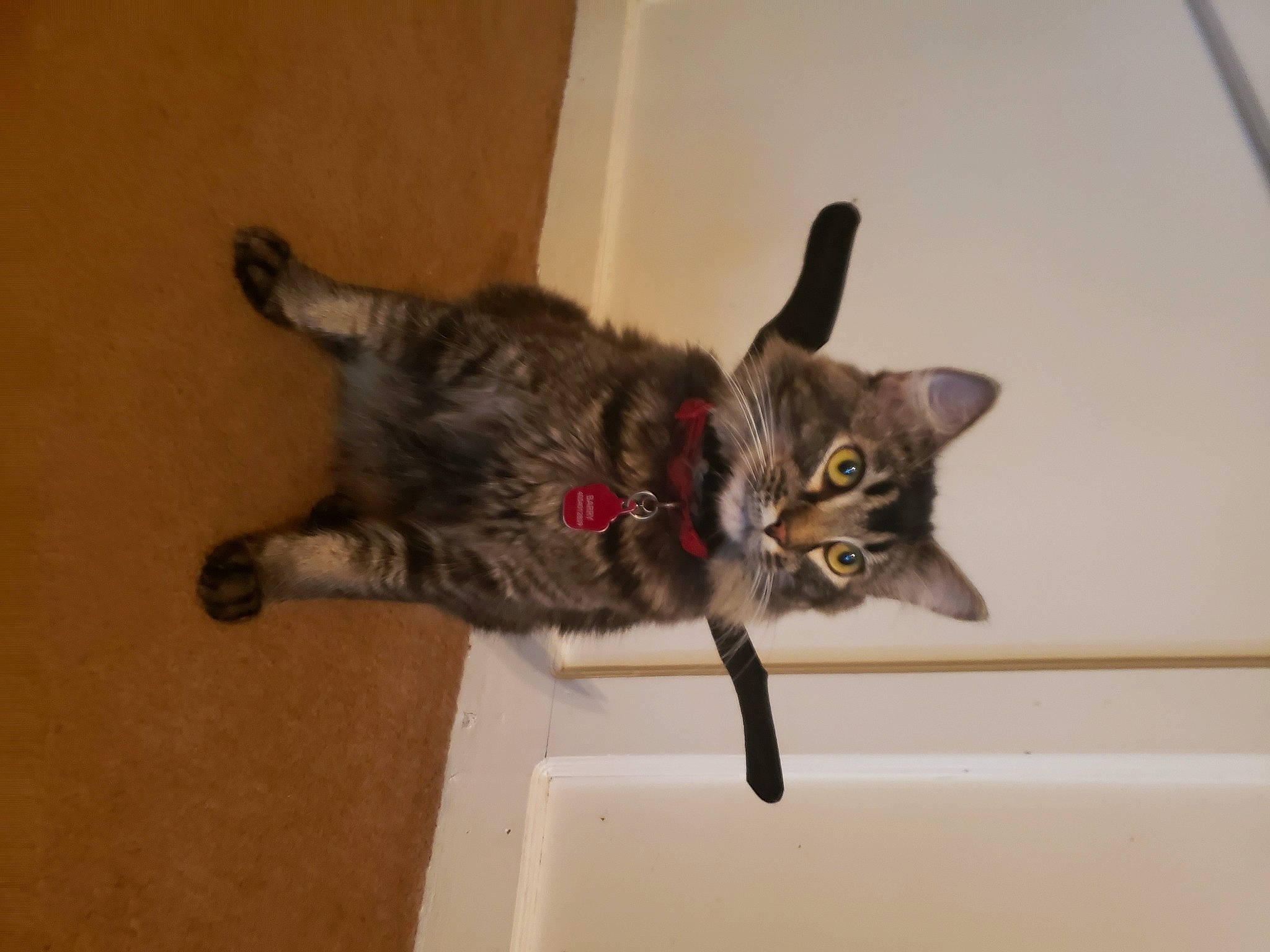 Chucky joined the competition — help win amazing prizes! carnivore, cat, claw, domestic_short_haired_cat, felidae, fur, paw, small_to_medium_sized_cats, tail, terrestrial_animal, whiskers