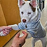 Angel participe au concours pour gagner de l'argent avec cette photo : dog, puppy, siberian_husky, white_fur, blue_eyes, gray_hoodie, pet, animal, sitting, paws, human_hands, indoors, portrait, closeup, cute, collar, pendant, wooden_background, tile_floor, fashionable