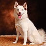 dog, husky, white_dog, puppy, canine, animal, portrait, sitting, smiling, open_mouth, tongue, blue_eyes, pointed_ears, fluffy_fur, long_tail, indoor, studio, rug, dark_background, happy