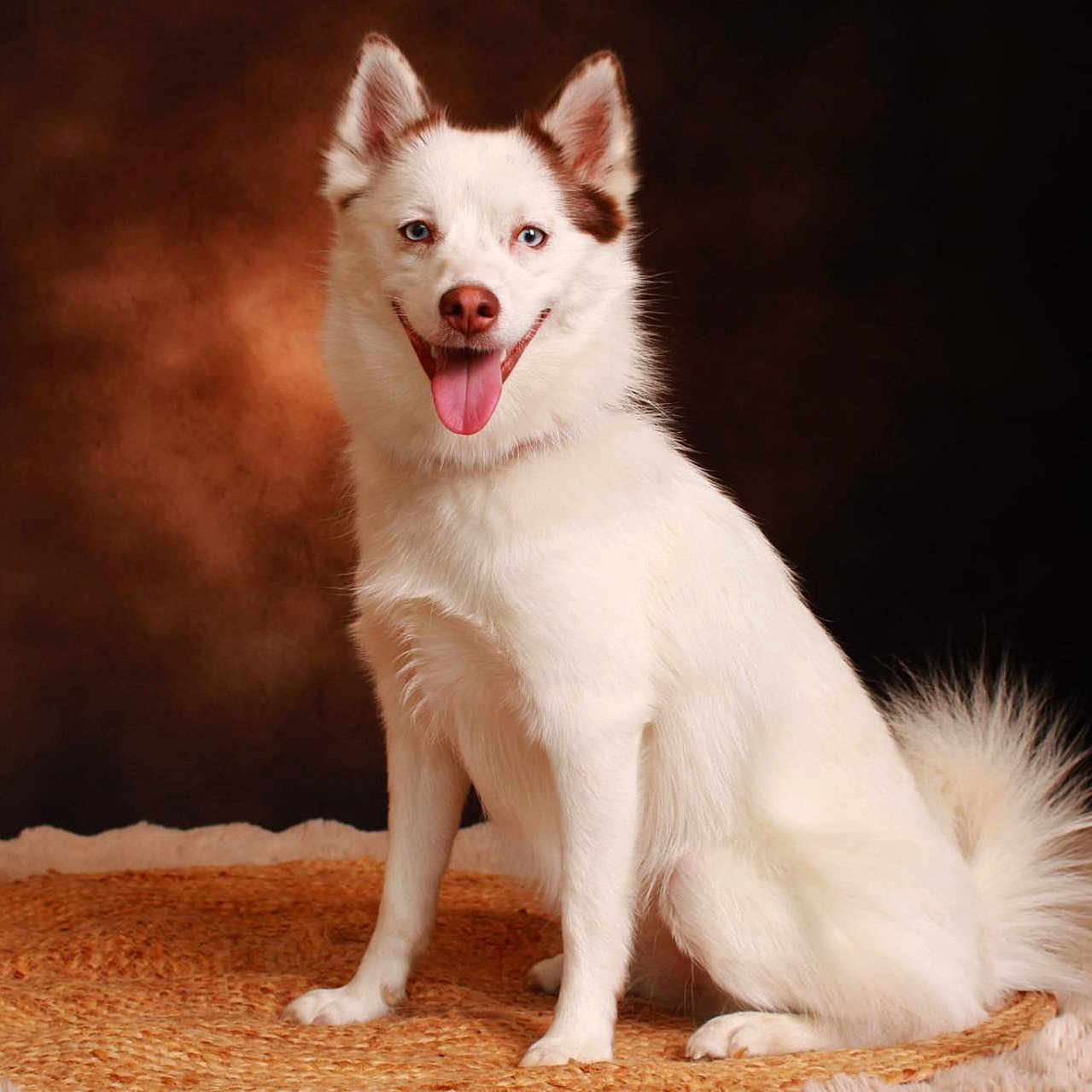 Angel participe au concours pour gagner de l'argent avec cette photo : dog, husky, white_dog, puppy, canine, animal, portrait, sitting, smiling, open_mouth, tongue, blue_eyes, pointed_ears, fluffy_fur, long_tail, indoor, studio, rug, dark_background, happy