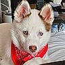 Angel participe au concours pour gagner de l'argent avec cette photo : puppy, dog, white_fur, blue_eyes, red_bandana, pet, close_up, portrait, animal, canine, floppy_ears, paw, indoors, home, blanket, crate, couch, cute, looking_at_camera, companion_animal