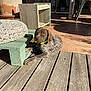 brown_fur, calm, collar, curious, daylight, dog, furniture, green_table, nature, outdoor, patio, pet, planter, puppy, resting, shadow, spotted_fur, sunlight, terracotta_tiles, wooden_deck