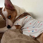 Matcha joined the competition — help win amazing prizes! blanket, blanket_texture, blue_eye, close_up, corgi, couch, cozy, dog, ear, fabric, heart_pattern, indoor, muzzle, nose, paw, pet, portrait, resting, shirt, wall