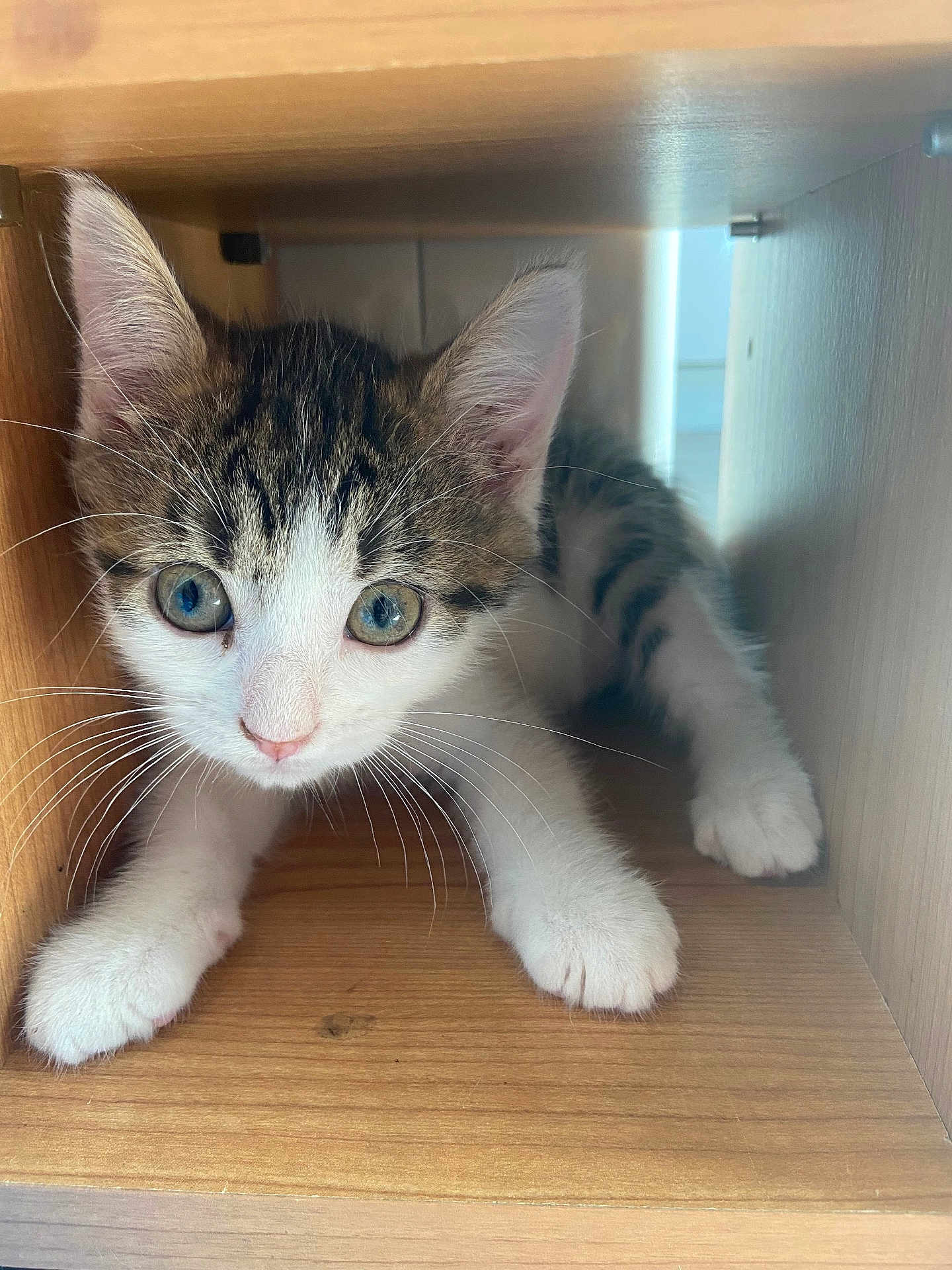 Tyrael participe au concours pour gagner de l'argent avec cette photo : kitten, cat, pet, wooden_box, curious, paws, whiskers, ears, indoor, animal, cute, feline, young, fur, close_up, sitting, playful, tabby, white_paws, nose