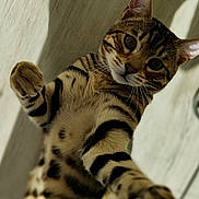 Gus a rejoint le concours — aidez-le/la à gagner de superbes lots ! abyssinian, accessories, animal, architecture, bodypart, cat, cheetah, kitten, leash, manx, mouth, ocelot, panther, person, pet, sleeping, strap, tiger, tongue, zoo