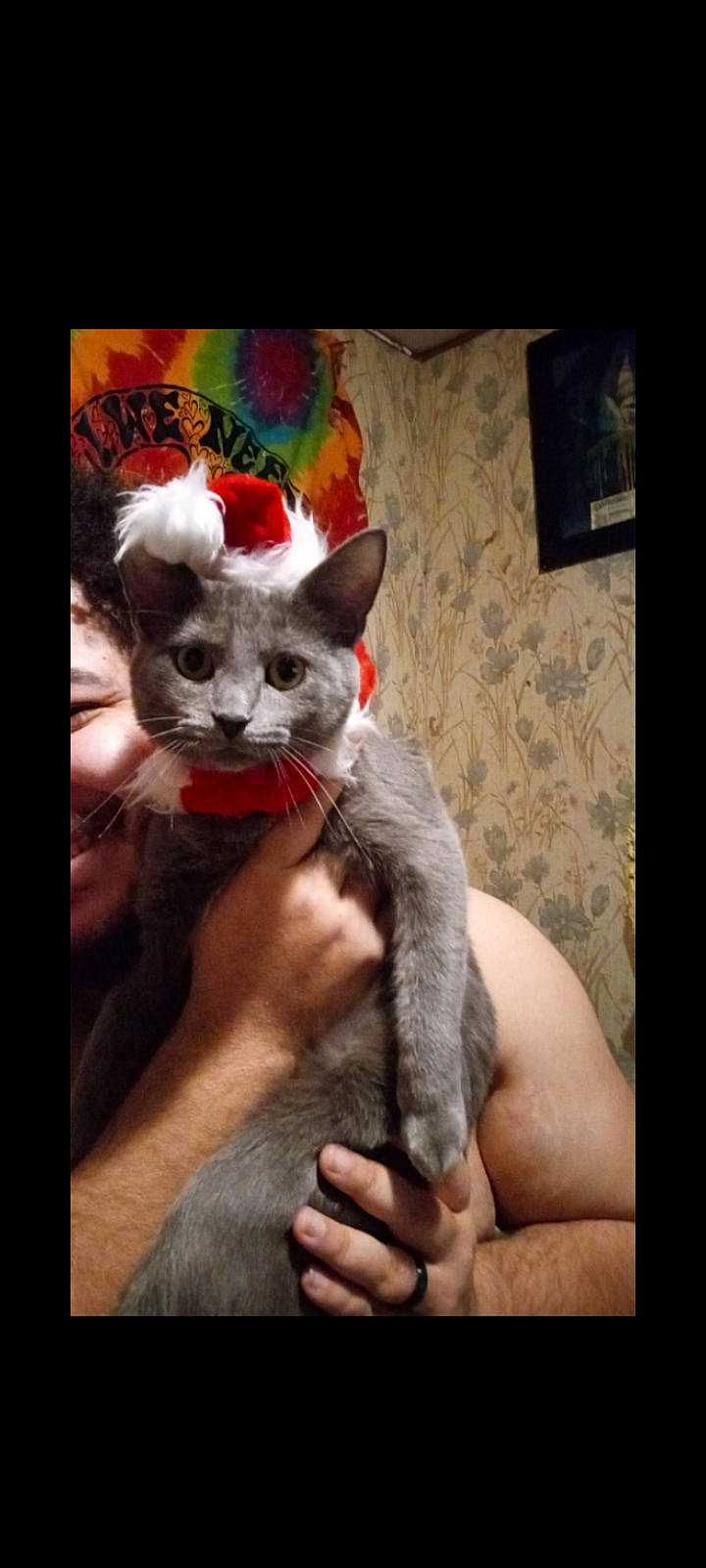 Hera joined the competition — help win amazing prizes! art, carnivore, cat, comfort, domestic_short_haired_cat, ear, felidae, fur, hand, nail, paw, photo_caption, sitting, small_to_medium_sized_cats, square, t_shirt, tail, visual_arts, whiskers