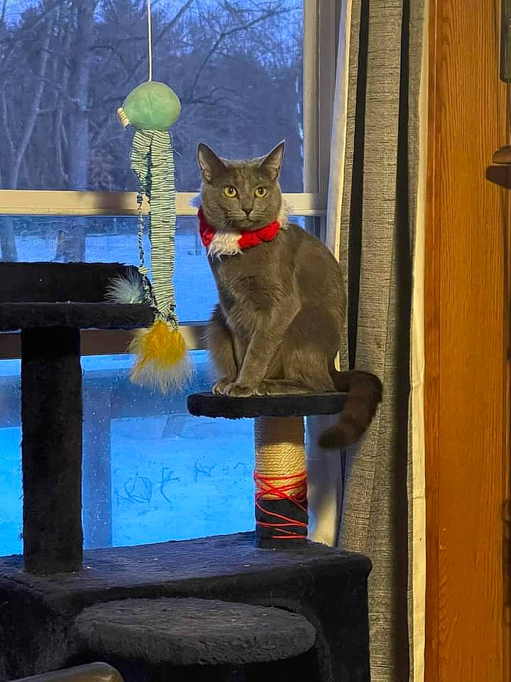 Hera joined the competition — help win amazing prizes! art, carnivore, cat, domestic_short_haired_cat, electric_blue, fawn, felidae, fur, gas, glass, small_to_medium_sized_cats, snout, tail, tints_and_shades, tree, twig, whiskers, window, winter, wood