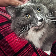 Loki is registered to the contest to win money with this photo: animal, black_pattern, blanket, cat, close_up, cozy, cute, domestic_cat, face, fur, gray_cat, hand, indoor, looking_up, petting, red_blanket, relaxed, whiskers, white_fur, yellow_eyes