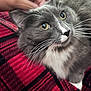 animal, black_pattern, blanket, cat, close_up, cozy, cute, domestic_cat, face, fur, gray_cat, hand, indoor, looking_up, petting, red_blanket, relaxed, whiskers, white_fur, yellow_eyes