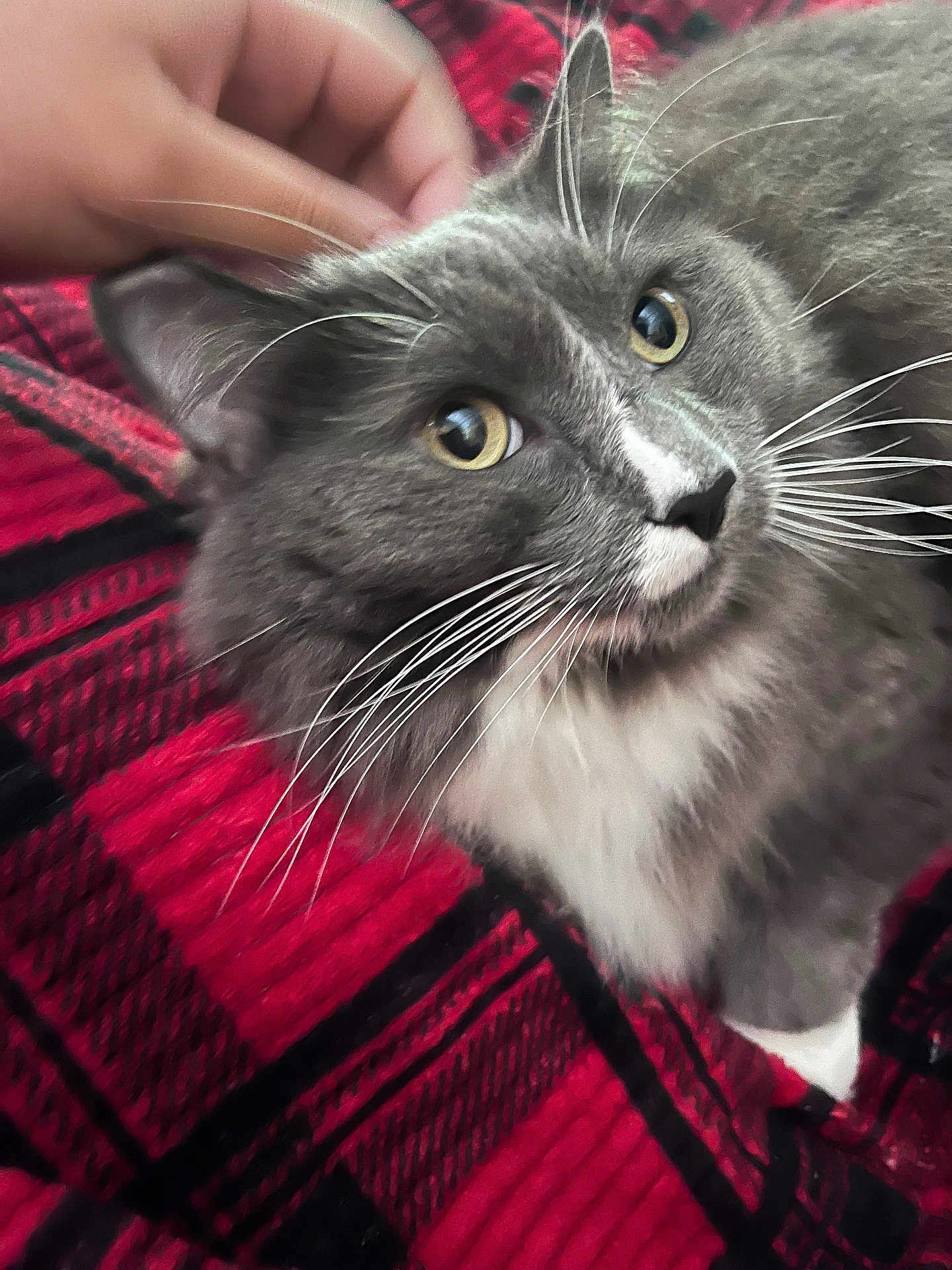 Loki