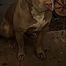 dog, brown_dog, sitting, outdoor, night, tile_floor, leaves, pet, animal, canine, looking_at_camera, ears, snout, calm, quiet, wheel, background, shadow, companion, domestic_animal