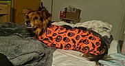 Oslow participe au concours pour gagner de l'argent avec cette photo : dog, pet, canine, small_dog, long_hair, brown_fur, fluffy_ears, wide_eyes, bed, blanket, bedroom, indoor, halloween, costume, orange_clothing, black_pattern, lying_down, cute, portrait, cozy