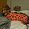 dog, pet, canine, small_dog, long_hair, brown_fur, fluffy_ears, wide_eyes, bed, blanket, bedroom, indoor, halloween, costume, orange_clothing, black_pattern, lying_down, cute, portrait, cozy