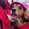 Oslow a rejoint le concours — aidez-le/la à gagner de superbes lots ! dog, puppy, golden_retriever, raincoat, hat, pink, outdoor, park, portrait, close_up, animal, pet, smiling, panting, tongue, brown_fur, long_hair, fashion, rainwear, crowd