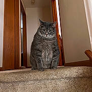 Montee joined the competition — help win amazing prizes! animal, carpet, cat, domestic, door, ears, feline, floor, fur, gray_cat, hallway, home, indoor, looking_at_camera, pet, sitting, stairs, tabby, whiskers, wooden_door