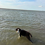 Buckley participe au concours pour gagner de l'argent avec cette photo : puppy, dog, water, beach, sea, sky, clouds, leash, outdoor, animal, pet, young_dog, shallow_water, daylight, nature, coast, playful, curious, black_and_white, canine