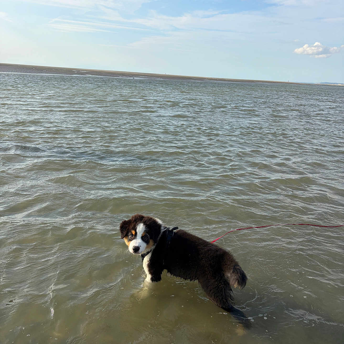 Buckley