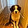 Buckley