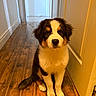 Buckley a rejoint le concours — aidez-le/la à gagner de superbes lots ! animal, black, brown, companion, cute, dog, domestic, door, fluffy, fur, hallway, house, indoor, looking, pet, puppy, sitting, white, wooden_floor, young