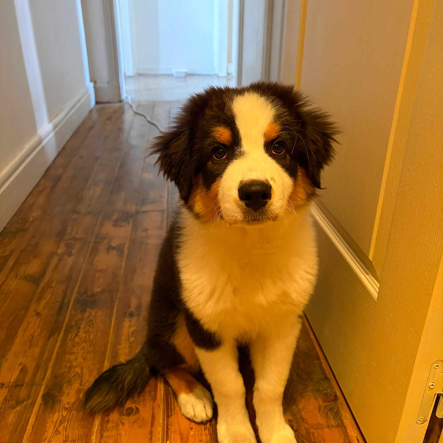 Buckley