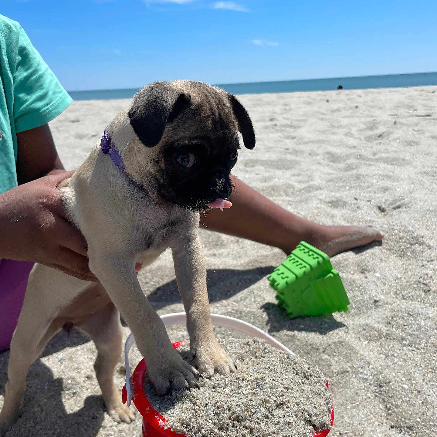 Sugar is registered to the contest to win money with this photo: animal, beach, bucket, child, collar, cute, dog, fun, green_shirt, outdoor, pet, playing, pug, puppy, sand, summer, sunny, tongue_out, toy, vacation