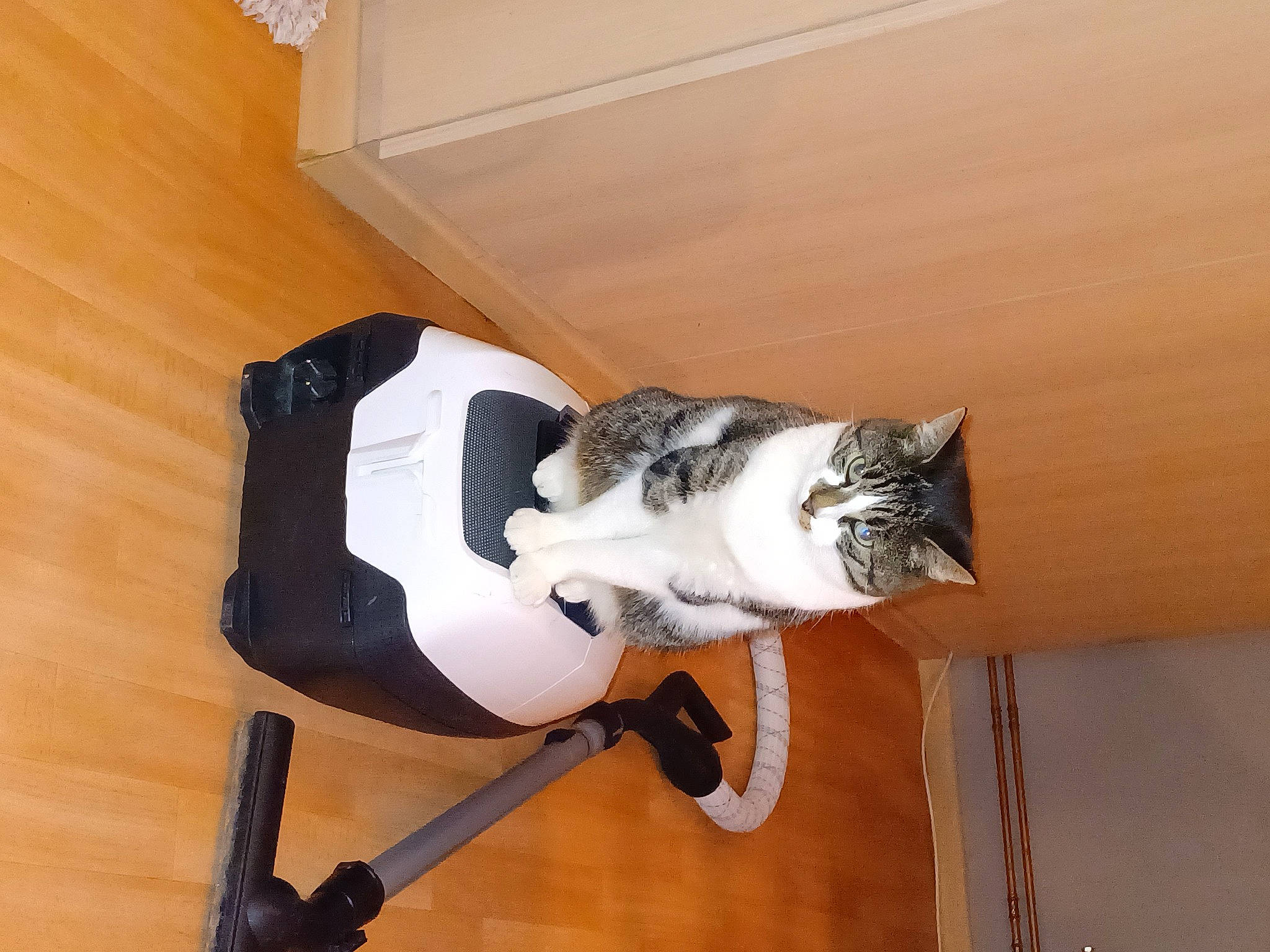 Câlin a rejoint le concours — aidez-le/la à gagner de superbes lots ! canidae, carnivore, cat, comfort, domestic_short_haired_cat, felidae, flooring, fur, hardwood, human_leg, laminate_flooring, leg, room, small_to_medium_sized_cats, sporting_group, tail, thigh, whiskers, wood, wood_flooring