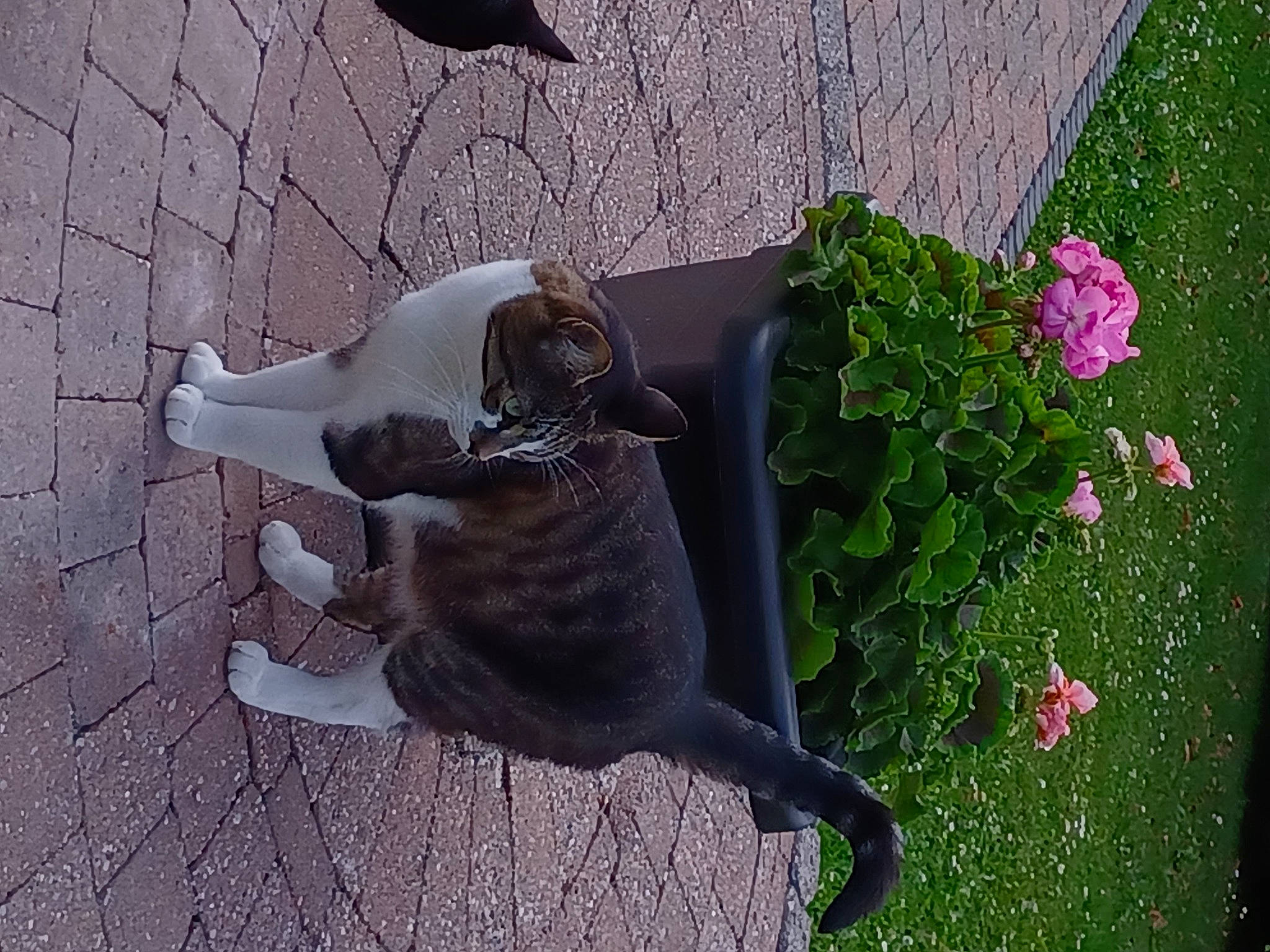 Câlin a rejoint le concours — aidez-le/la à gagner de superbes lots ! annual_plant, art, carnivore, cat, fawn, felidae, flower, flowerpot, grass, groundcover, houseplant, lawn_ornament, magenta, petal, plant, road_surface, sculpture, small_to_medium_sized_cats, tail, wood