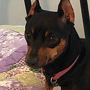 Sophia joined the competition — help win amazing prizes! dog, pet, small_dog, black_dog, tan_markings, collar, indoor, bed, quilt, patchwork, furniture, resting, animal, ears, tag, cute, companion, domestic_animal, quiet, calm