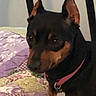 dog, pet, small_dog, black_dog, tan_markings, collar, indoor, bed, quilt, patchwork, furniture, resting, animal, ears, tag, cute, companion, domestic_animal, quiet, calm