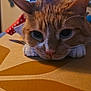 animal_face, blurred_background, cat, close_up, curious, cute, domestic_animal, ears, feline, fur, ginger_cat, home, indoor, paws, pet, relaxed, resting, soft_light, table, whiskers
