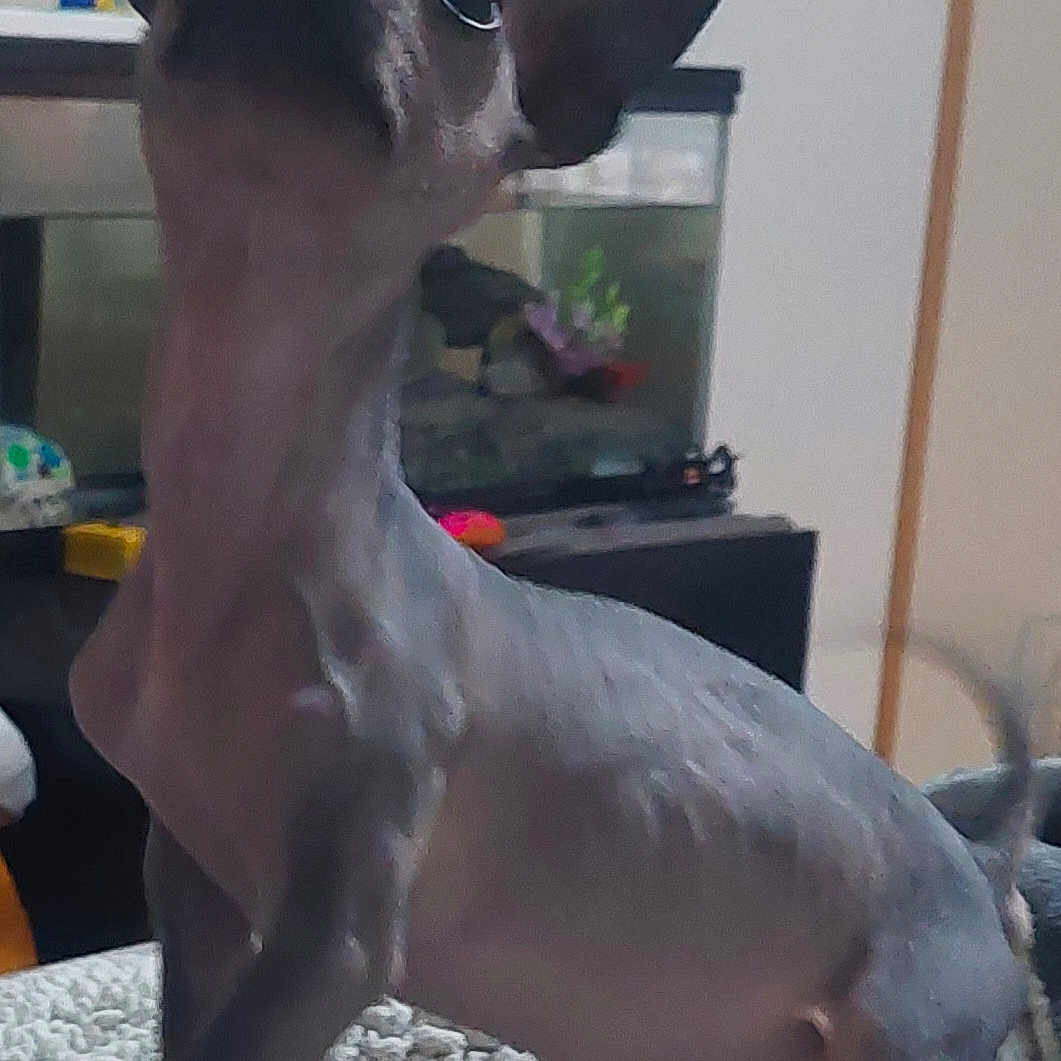 Chupacabra