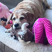 Sam joined the competition — help win amazing prizes! dog, pet, plush_bed, toy, stuffed_animal, indoor, brown_dog, relaxed, resting, floor, carpet, home, comfortable, cute, animal, canine, pink_toy, furry, laying_down, domestic_animal