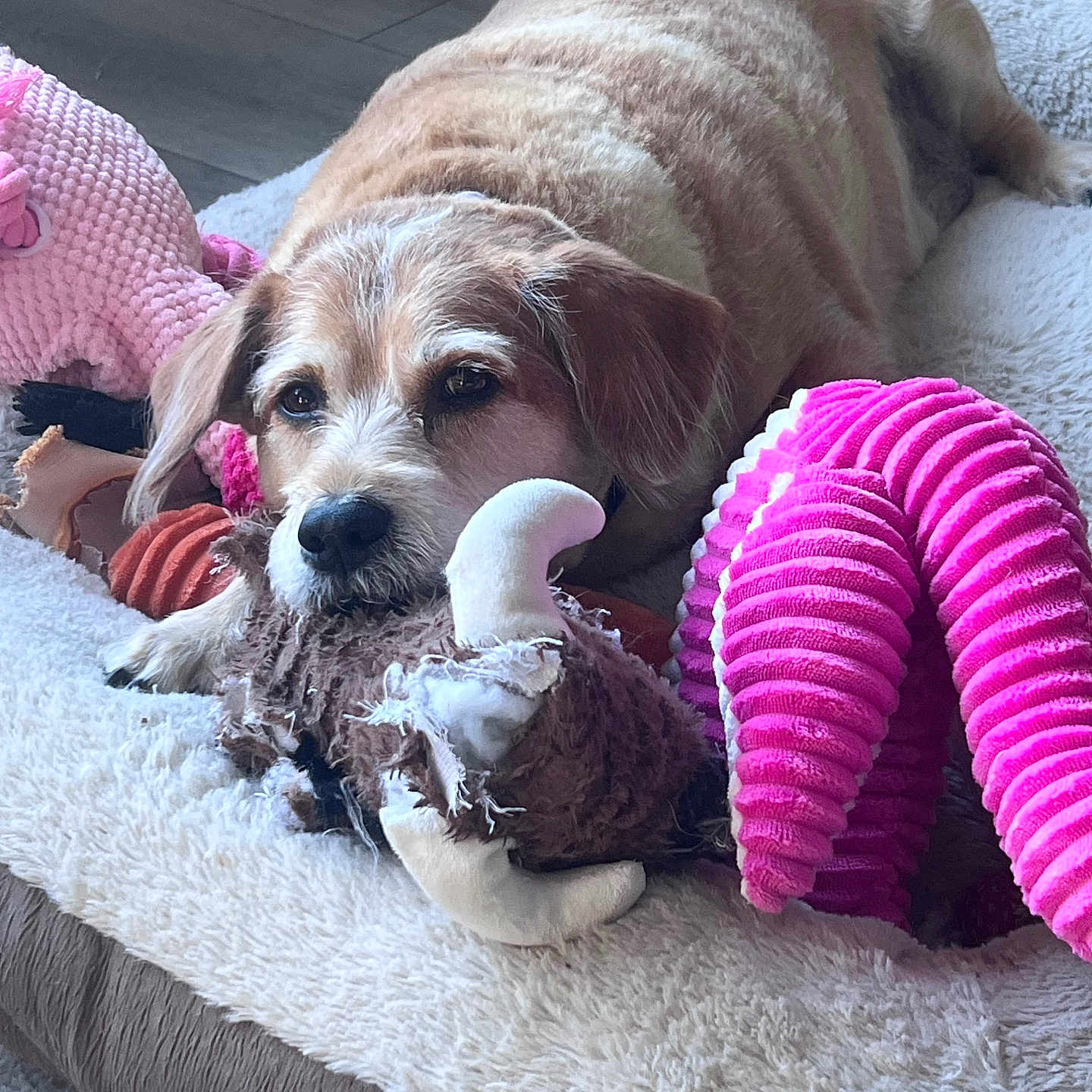 Sam joined the competition — help win amazing prizes! dog, pet, plush_bed, toy, stuffed_animal, indoor, brown_dog, relaxed, resting, floor, carpet, home, comfortable, cute, animal, canine, pink_toy, furry, laying_down, domestic_animal