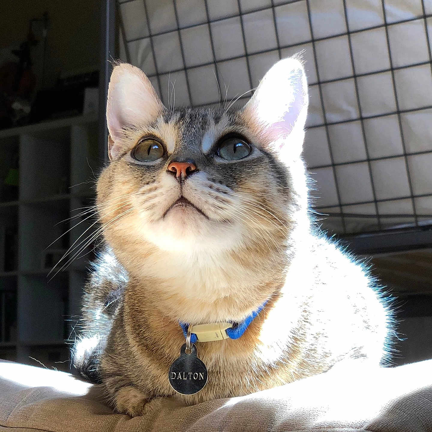 Dalton joined the competition — help win amazing prizes! animal_portrait, bed_frame, cat, close_up, collar, cushion, cute, domestic_animal, ears, feline, floor, fur, indoor, looking_up, pet, relaxed, sunlight, tabby, tag, whiskers