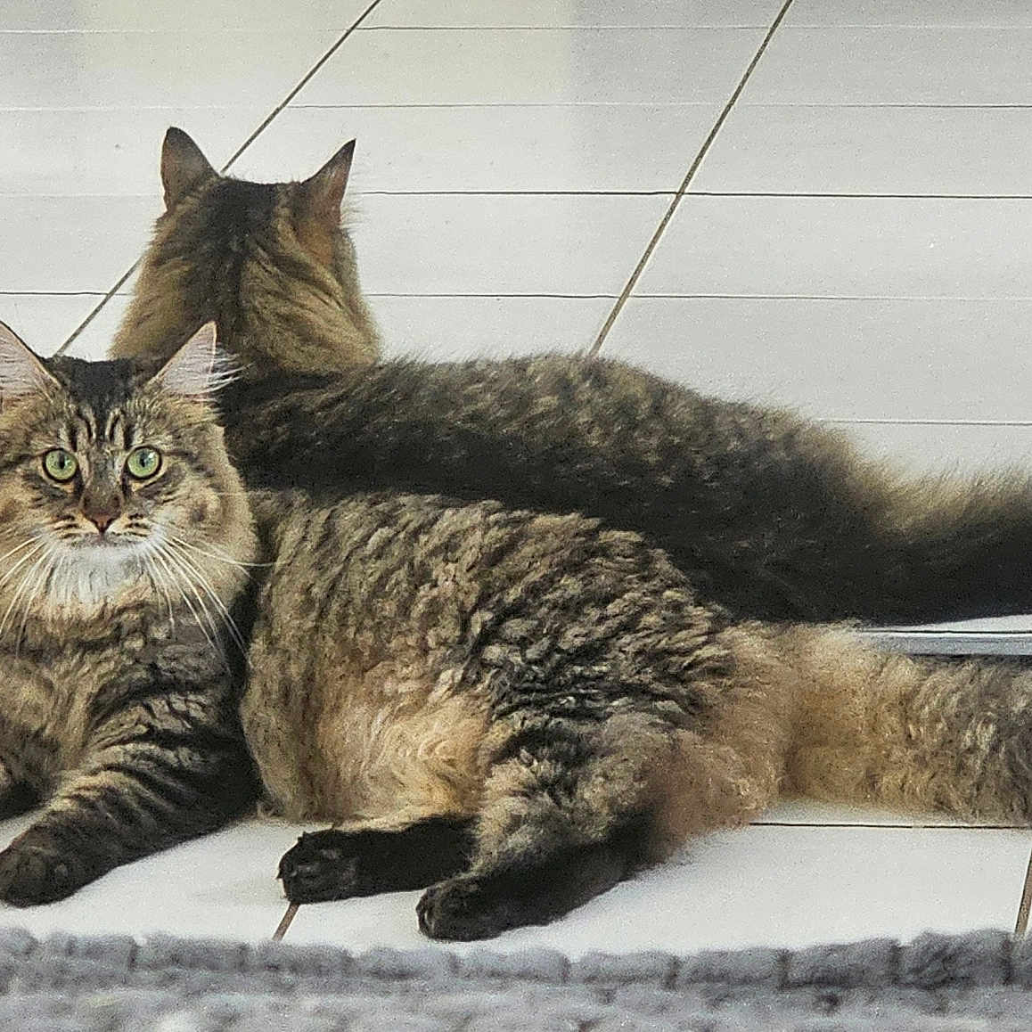 Nala participe au concours pour gagner de l'argent avec cette photo : abyssinian, angora, animal, cat, door, egyptiancat, hardwood, indoors, kitten, manx, mat, mirror, person, pet, slate, sleeping, tile, window, windowsill, wood