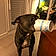 Anka