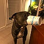dog, indoor, paper_cup, floor, table, window, closed_blinds, reptile_tank, cactus_decoration, plush_toy, brown_flooring, wooden_furniture, pet, animal, curious, snout, standing, domestic, cozy, room