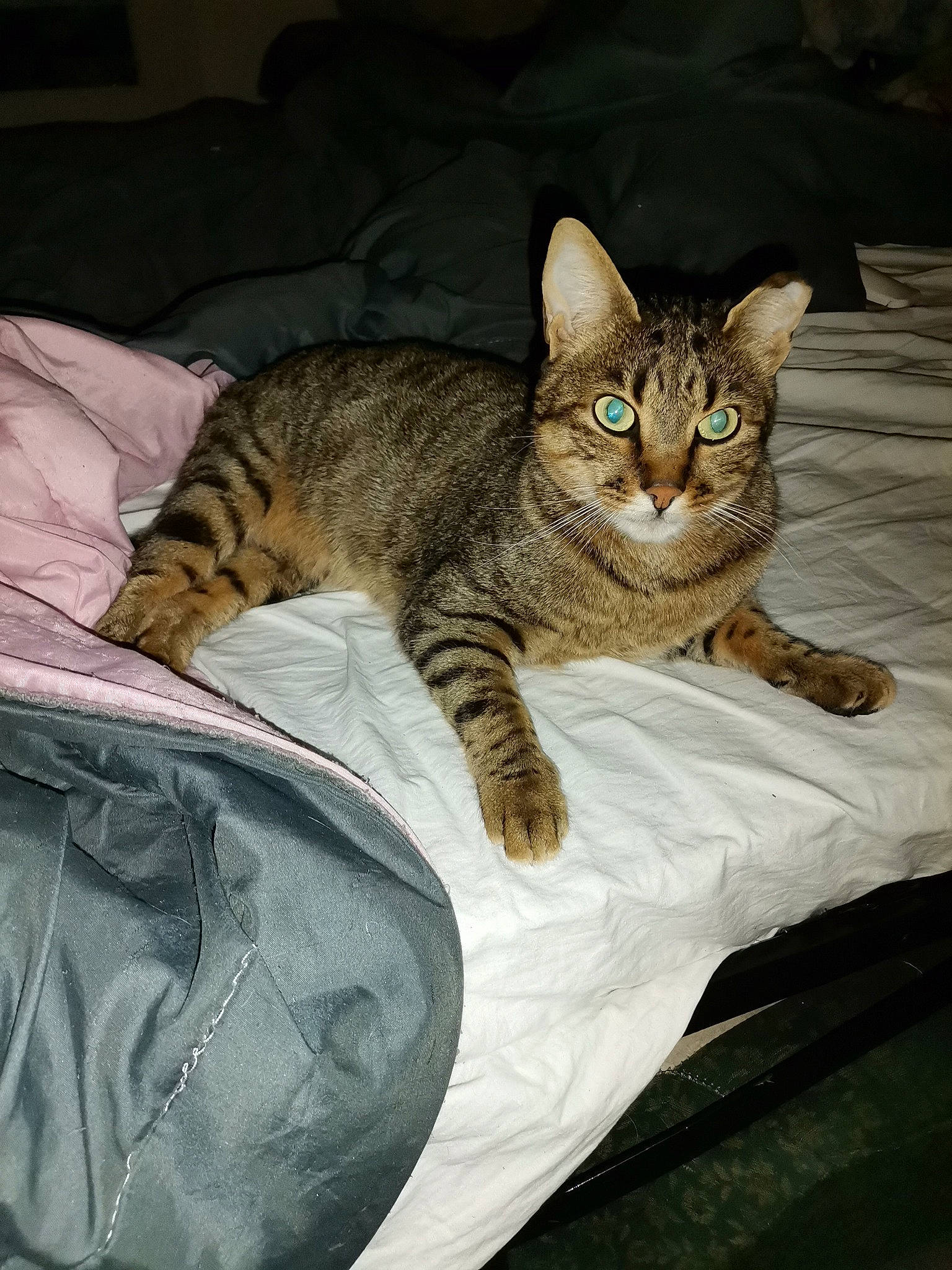 Chachou a rejoint le concours — aidez-le/la à gagner de superbes lots ! bed, carnivore, cat, cat_supply, claw, comfort, domestic_short_haired_cat, felidae, fur, paw, sitting, small_to_medium_sized_cats, snout, tail, terrestrial_animal, whiskers