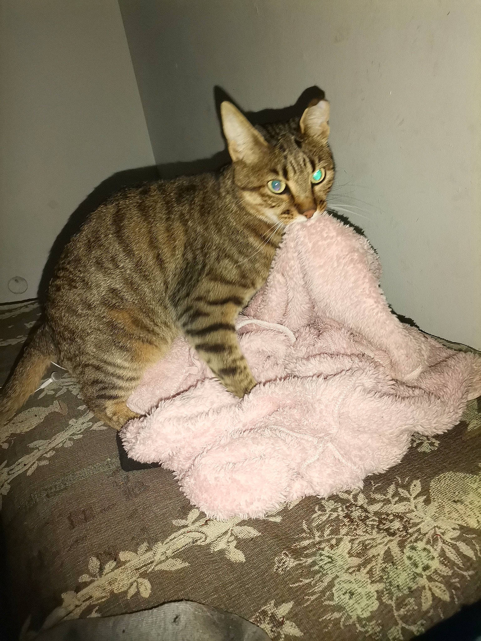 Chachou participe au concours pour gagner de l'argent avec cette photo : carnivore, cat, cat_supply, claw, comfort, domestic_short_haired_cat, felidae, fur, linens, paw, sitting, small_to_medium_sized_cats, snout, tail, terrestrial_animal, whiskers