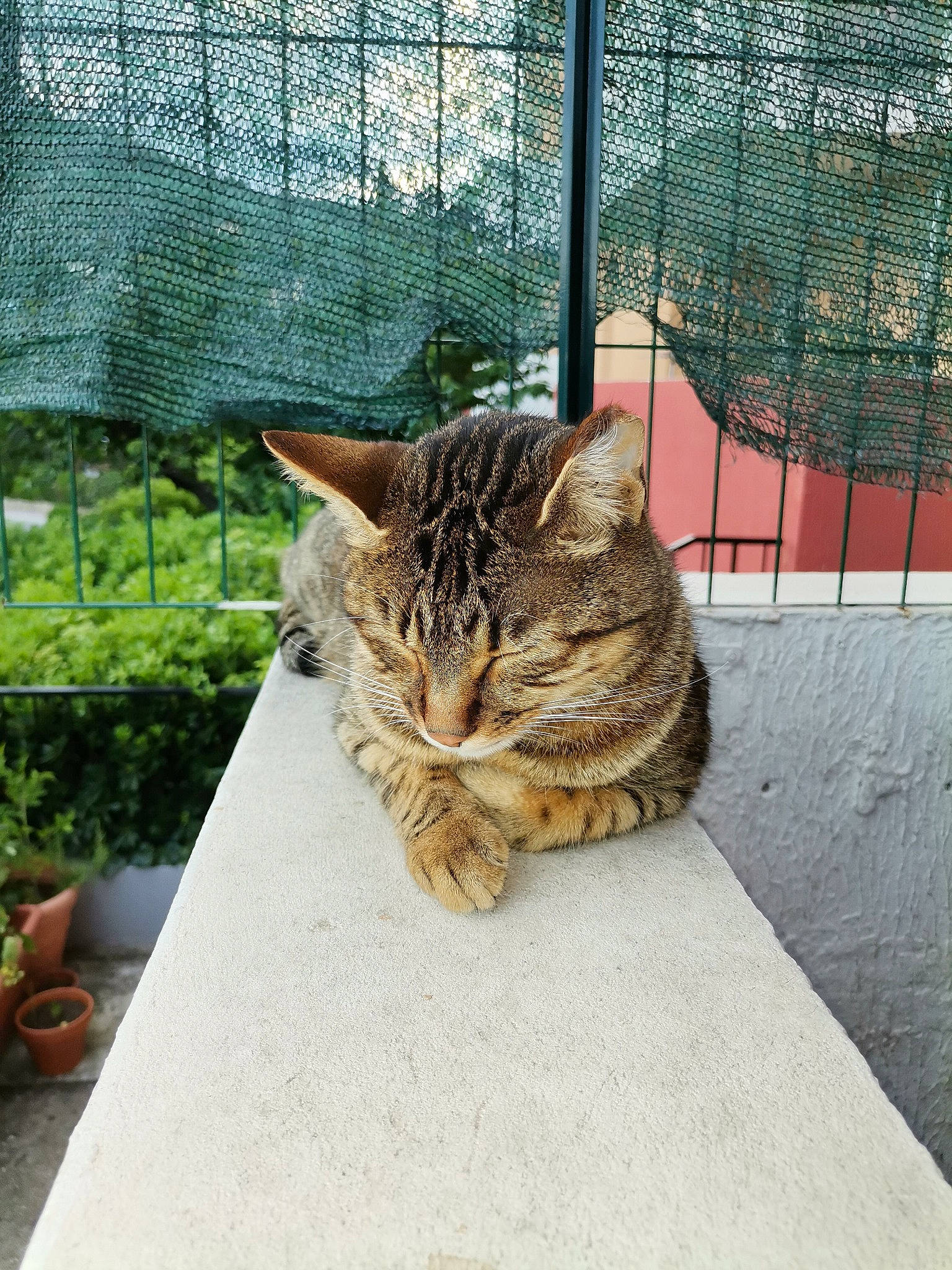 Chachou a rejoint le concours — aidez-le/la à gagner de superbes lots ! carnivore, cat, eye, fawn, felidae, fence, flowerpot, grass, houseplant, mesh, pet_supply, plant, road_surface, small_to_medium_sized_cats, snout, tail, terrestrial_animal, tree, whiskers, wood