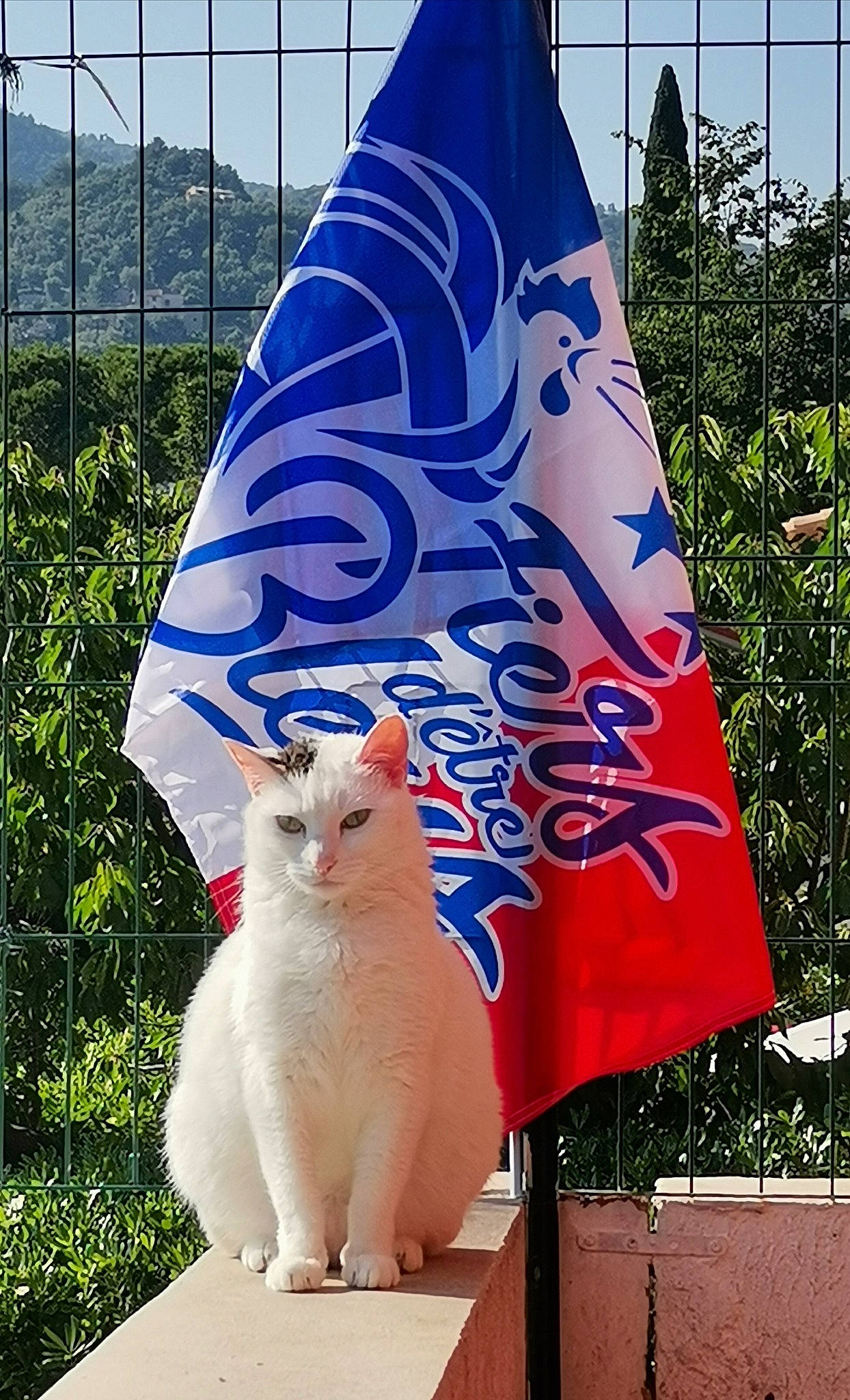 Fifille a rejoint le concours — aidez-le/la à gagner de superbes lots ! art, azure, blue, carnivore, cat, daytime, electric_blue, fawn, felidae, grass, human_leg, light, line, mammal, plant, small_to_medium_sized_cats, snapshot, tail, tree, whiskers