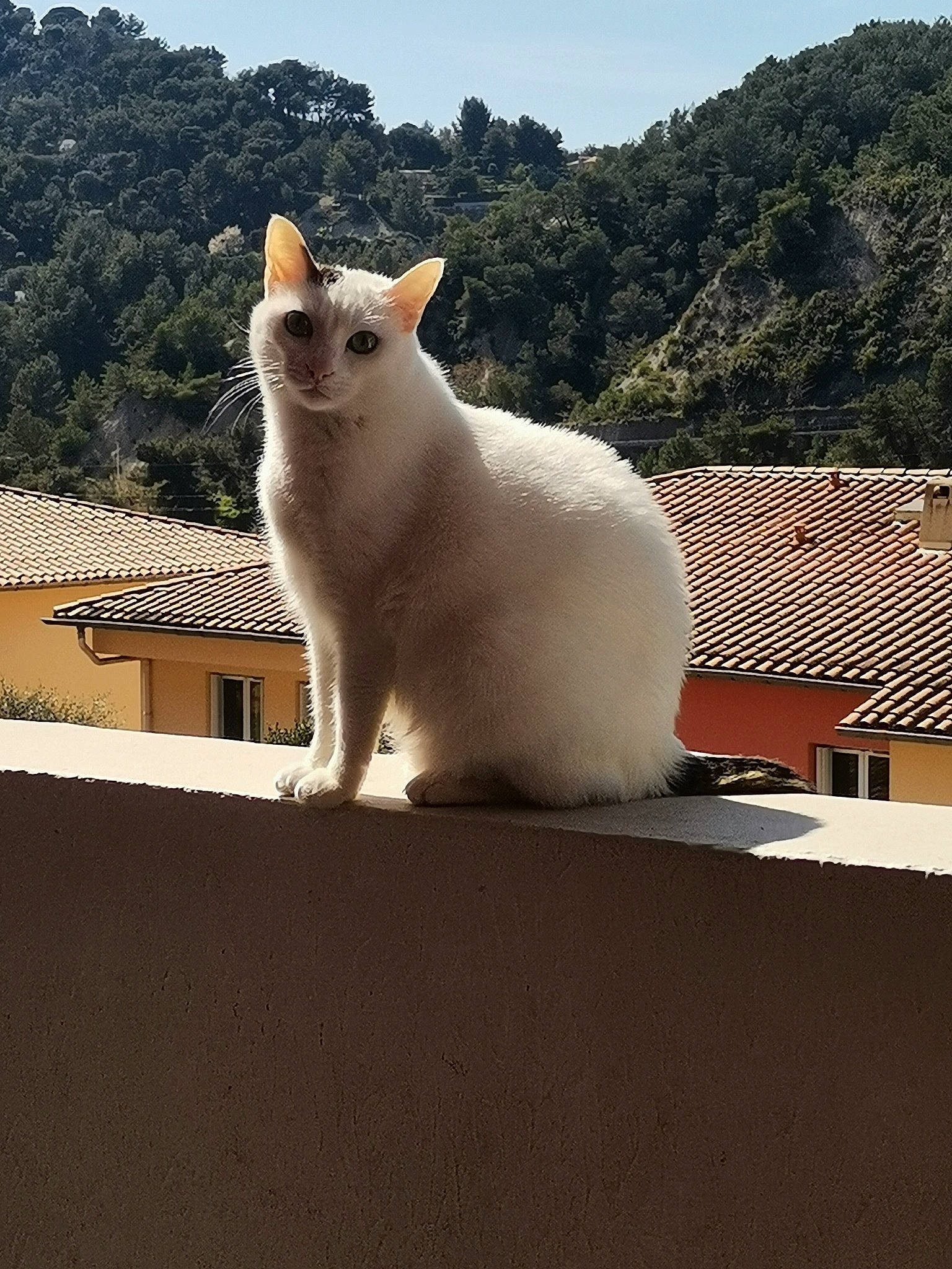 Fifille a rejoint le concours — aidez-le/la à gagner de superbes lots ! building, carnivore, cat, domestic_short_haired_cat, eye, fawn, felidae, fur, metal, plant, shadow, sky, small_to_medium_sized_cats, snout, tail, tree, whiskers, window, wood