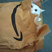Fifille a rejoint le concours — aidez-le/la à gagner de superbes lots ! cat, white_cat, animal, pet, feline, wide_eyes, blue_eyes, pointed_ears, peeking, inside_bag, paper_bag, shopping_bag, brown_bag, crumpled_paper, black_handle, tiled_floor, indoor, cute, funny, portrait