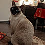 blue_eyes, cat, cozy, cushion, domestic_cat, fur, furniture, home, indoor, lamp, looking_back, pet, portrait, rug, siamese_cat, sitting, table, tiled_floor, wall_art, whiskers