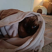 Cookies a rejoint le concours — aidez-le/la à gagner de superbes lots ! cat, blue_eyes, furry, blanket, bundled, cozy, bedroom, indoors, pet, portrait, close_up, brown_fur, dark_face, sleepy, cute, whiskers, sitting, warm_lighting, home, bedding